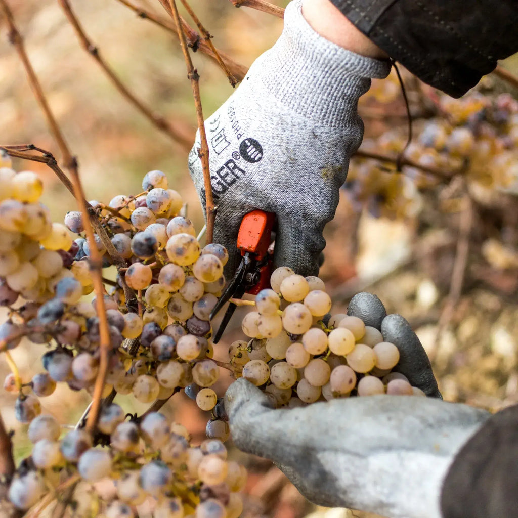 Angers food tour autonome – Sur la trace des vins d'Anjou