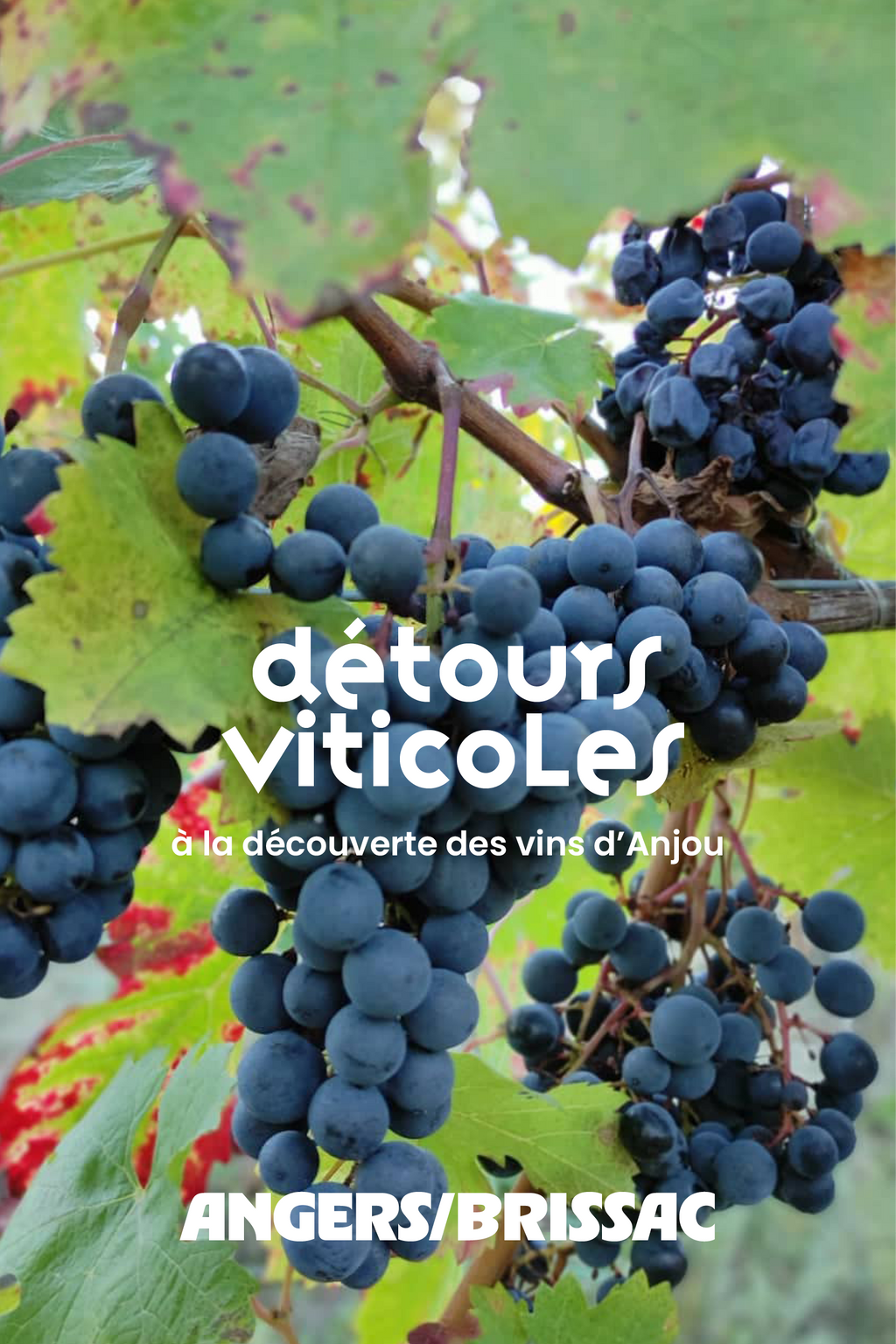 Brissac food tour autonome – Détours viticoles